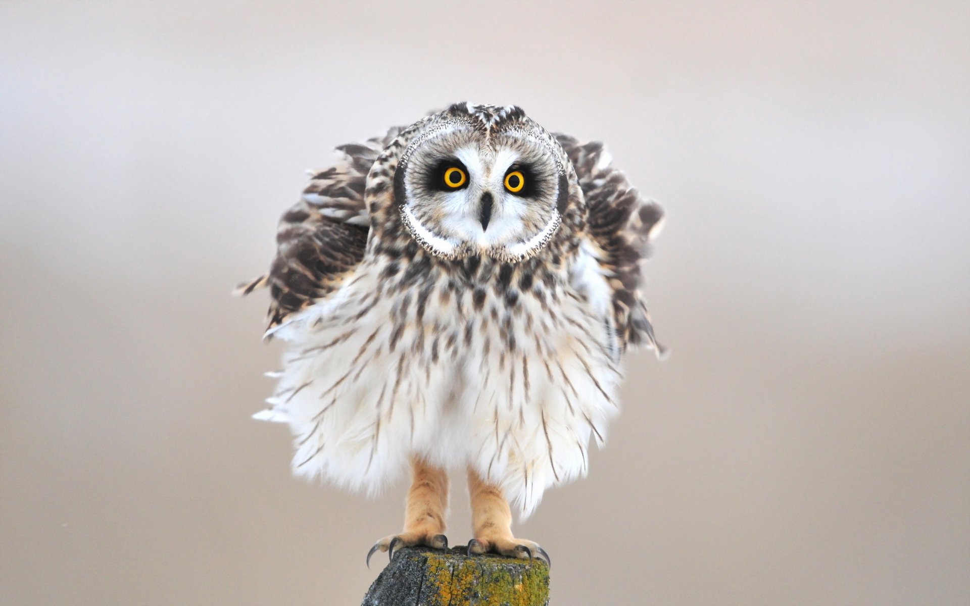 oiseau hibou fond