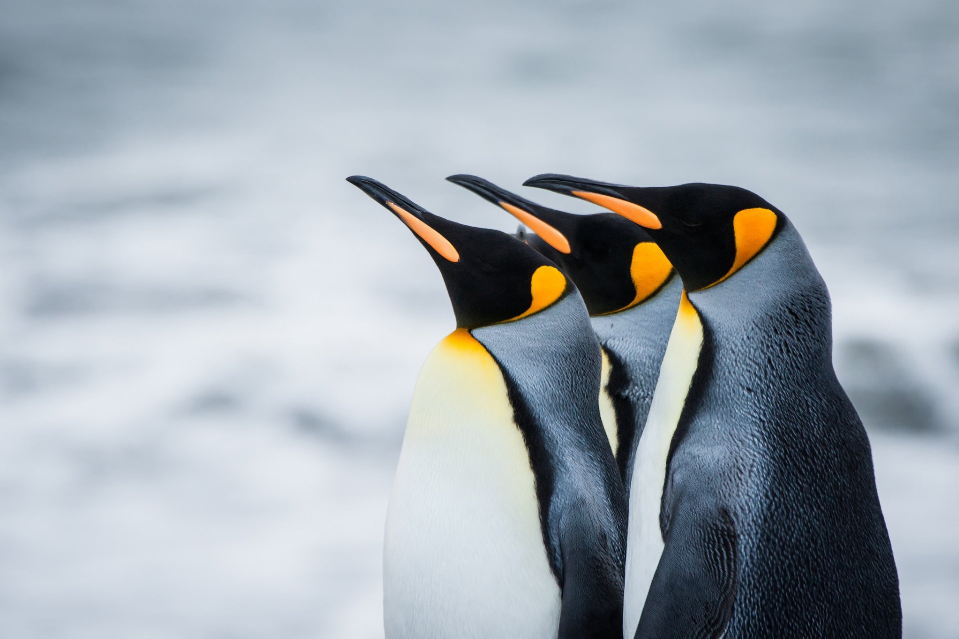 pinguine königliche antarktis südgeorgien