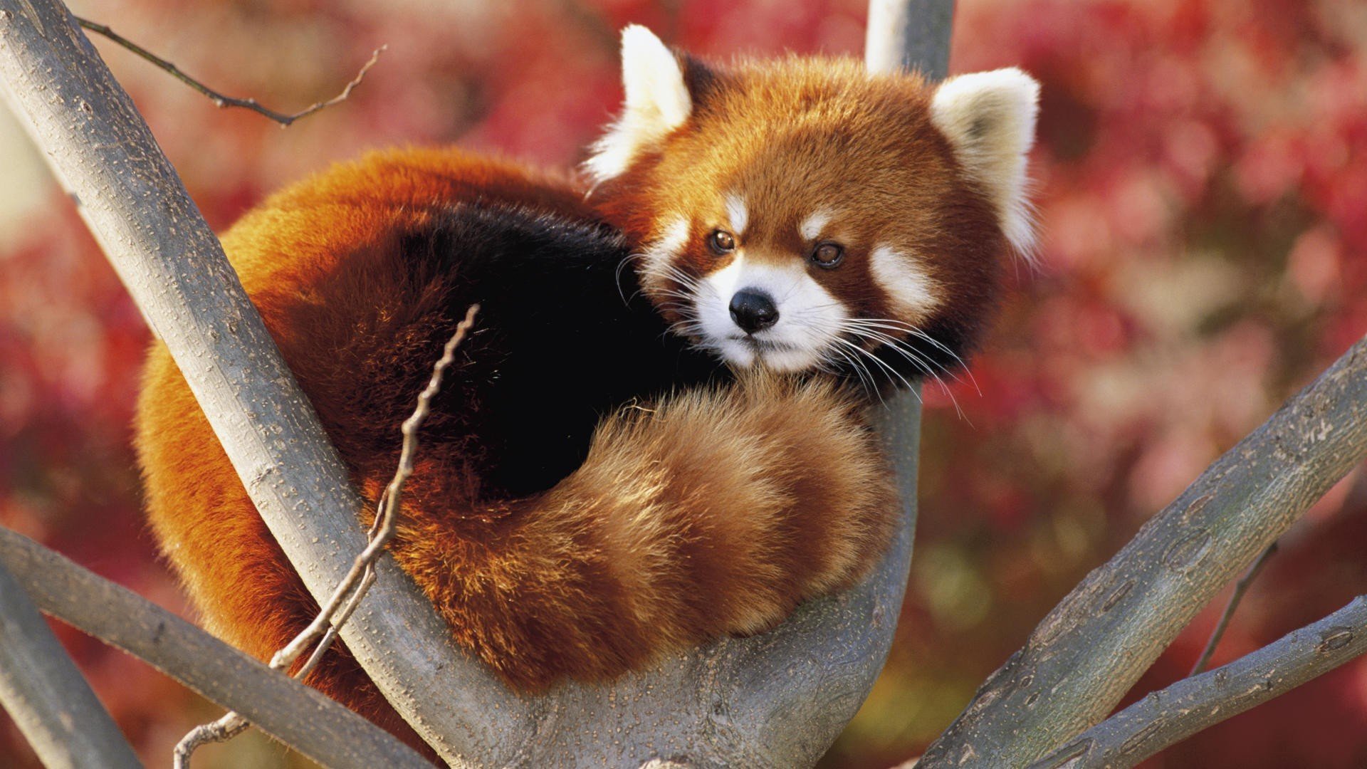 panda petit rouge firefox