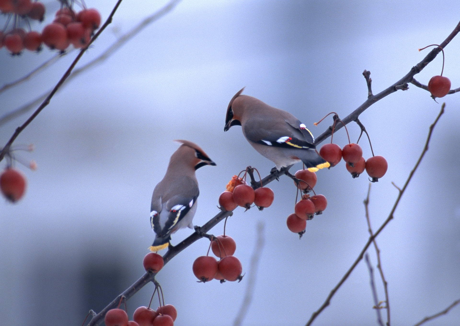 waxwing uccello rami macro uccelli rami bacche