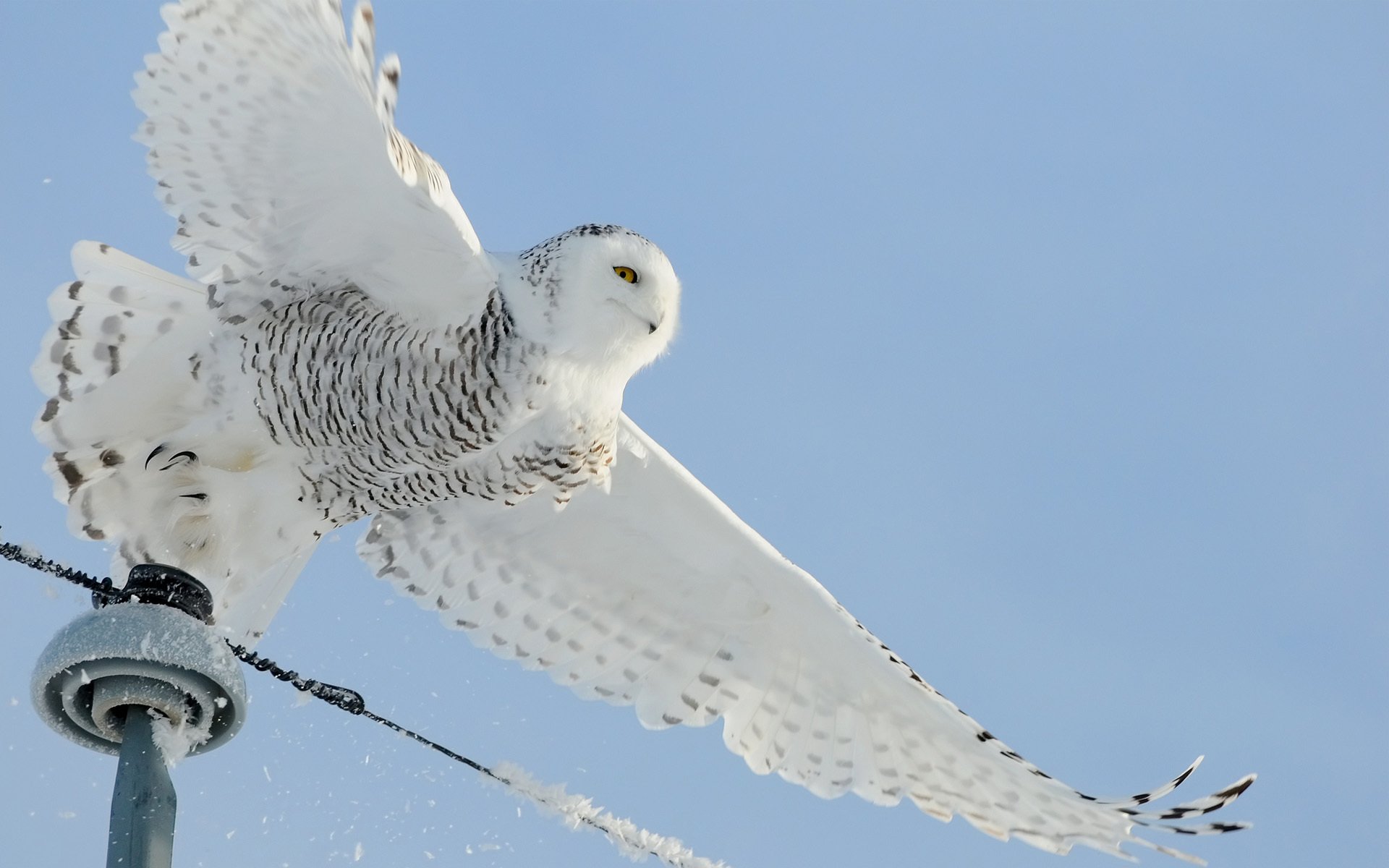 owl poultry wire white snow lap