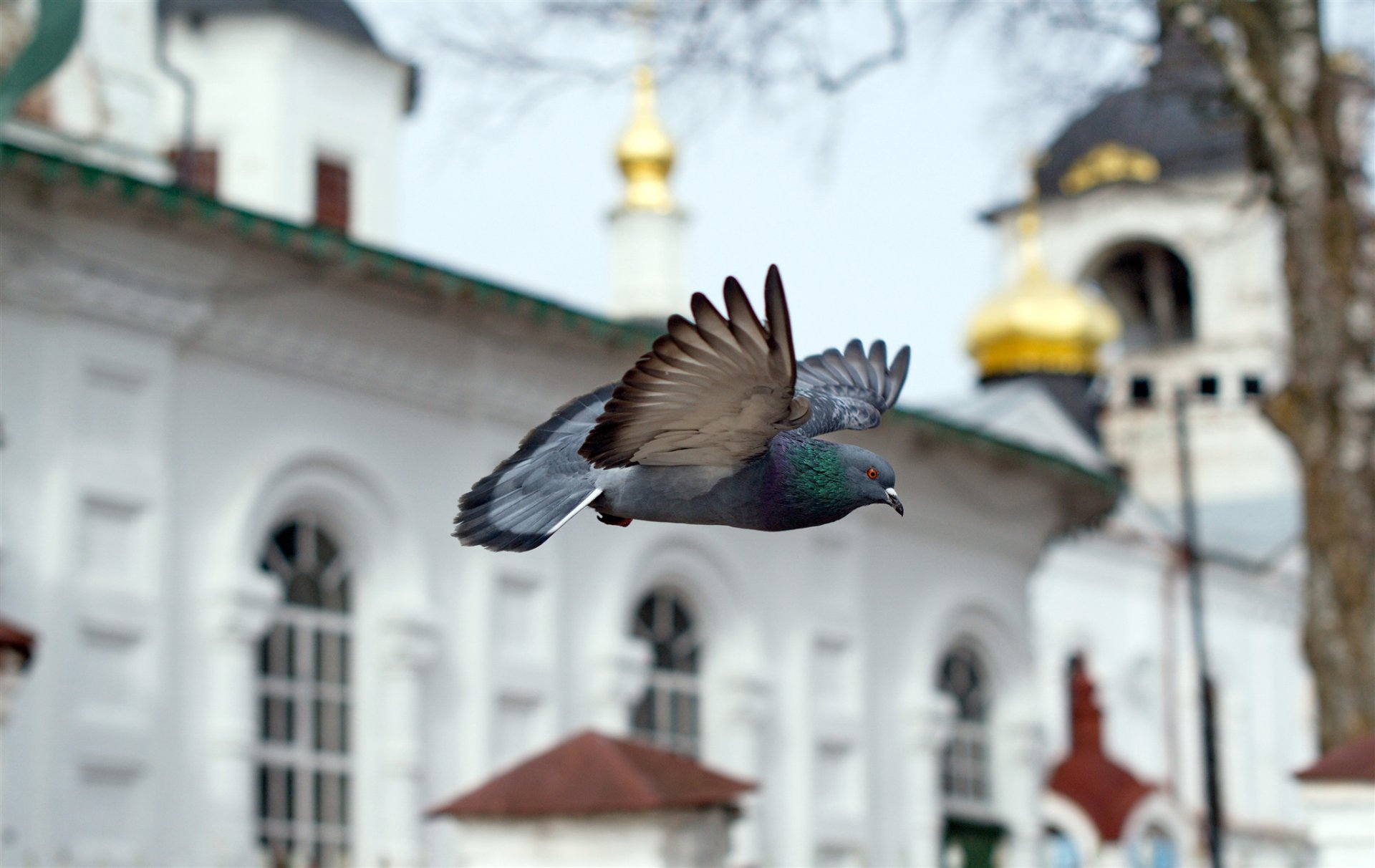 oiseau colombe temple église chapelle