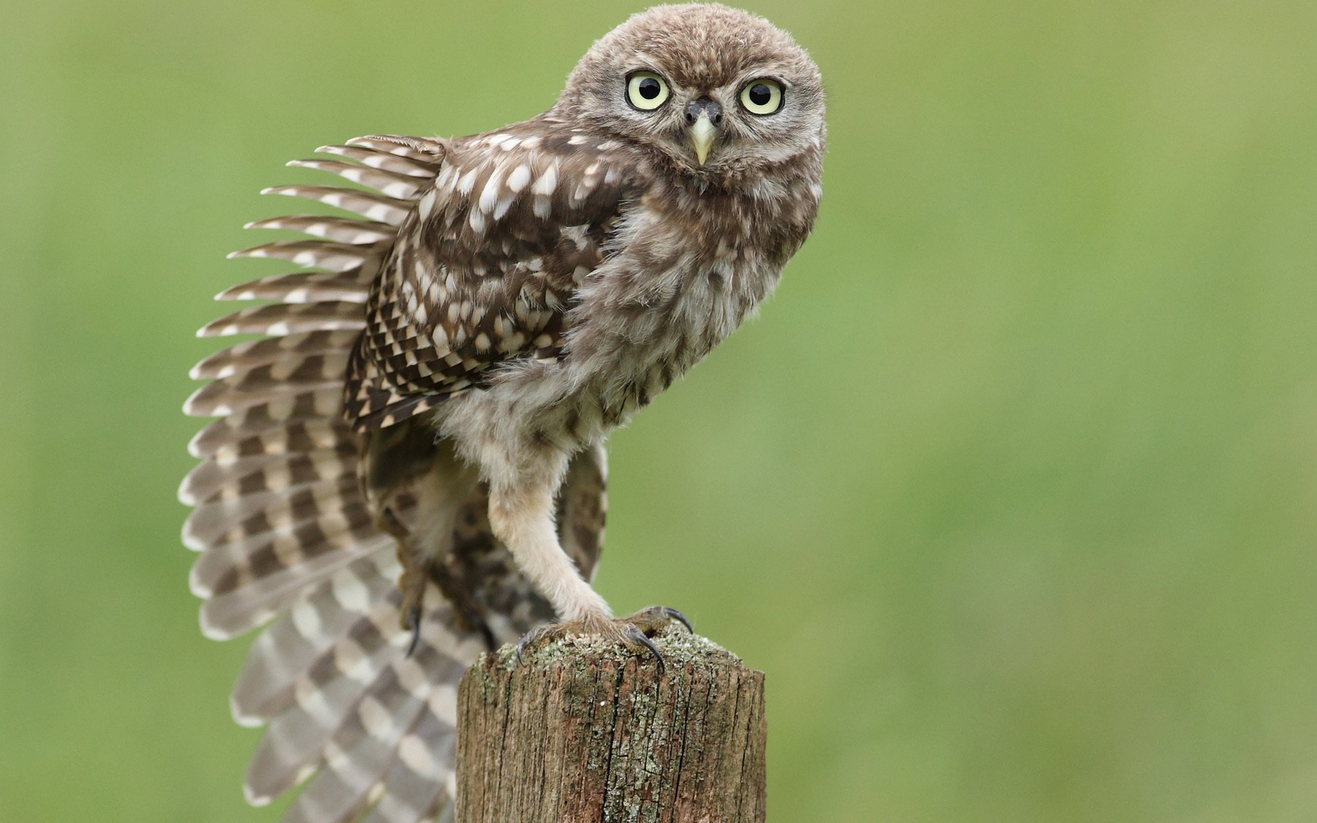 búho pájaro tocón sentado estiramientos ala plumas