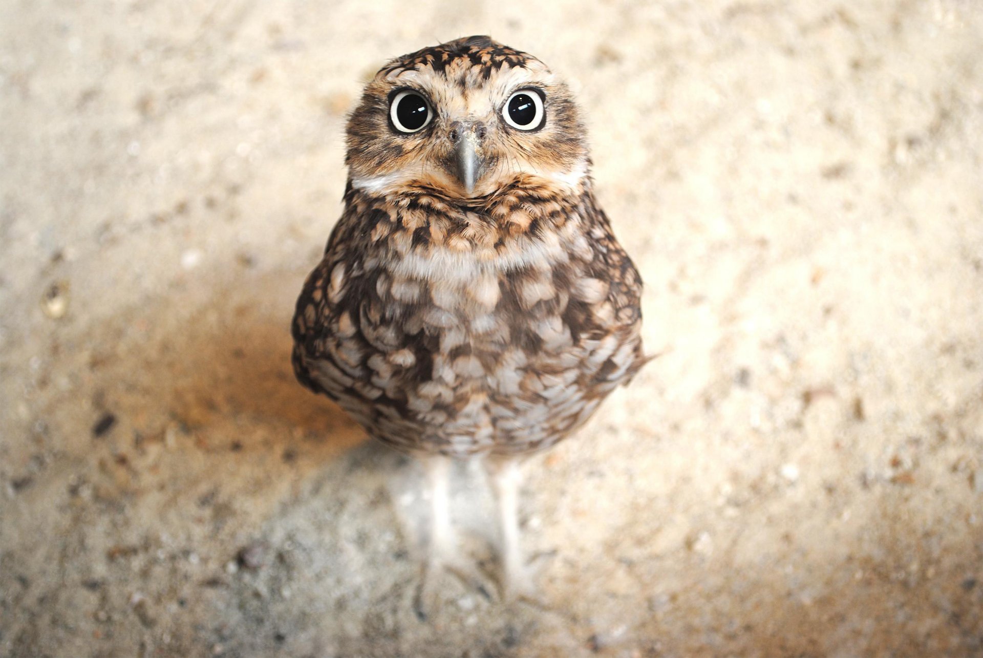 oiseau hibou regardant