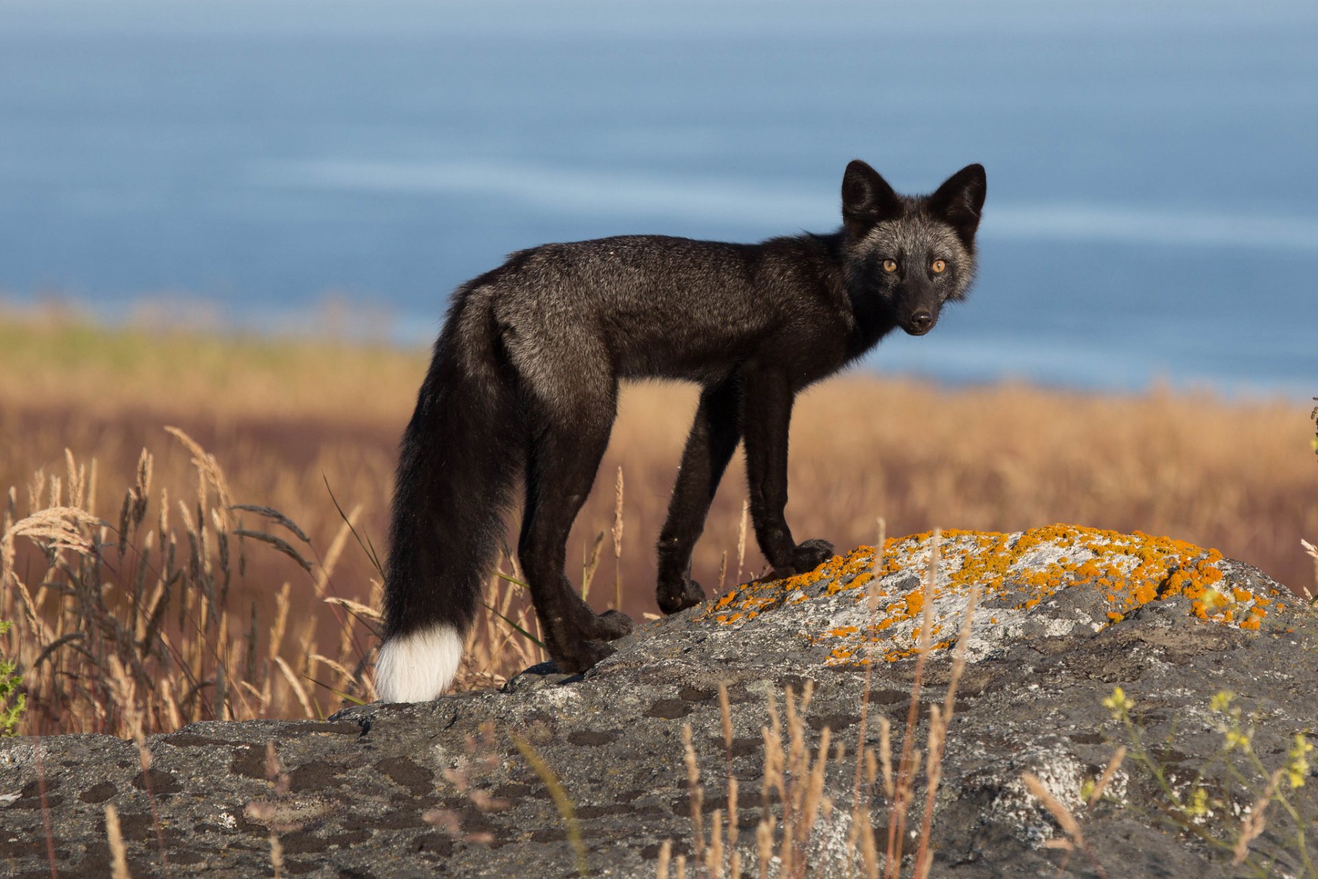 fox fox looks tail white