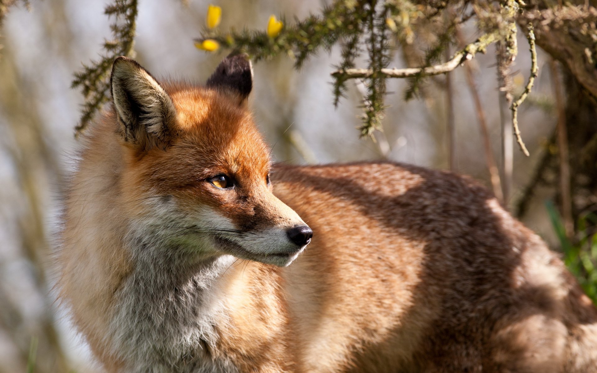 lis natura tło