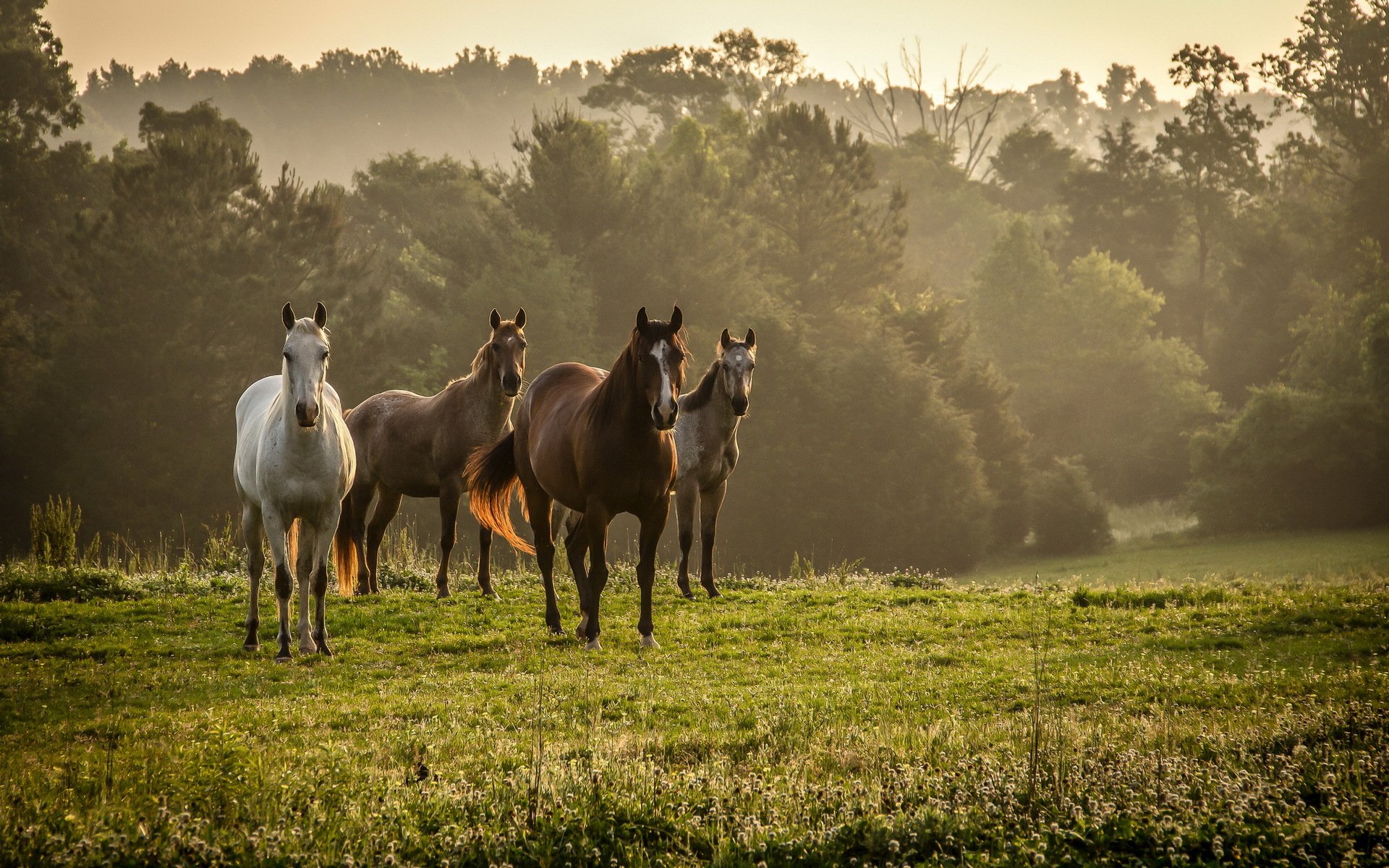 chevaux champ nature