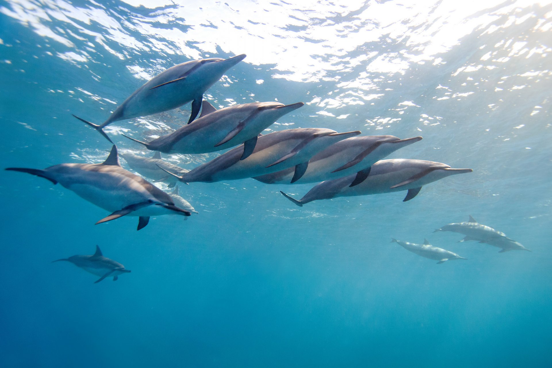 delfín de nariz larga prodelphin de cabeza pequeña stenella de nariz larga delfín tropical hawaii océano agua bandada james scott rd fotografía