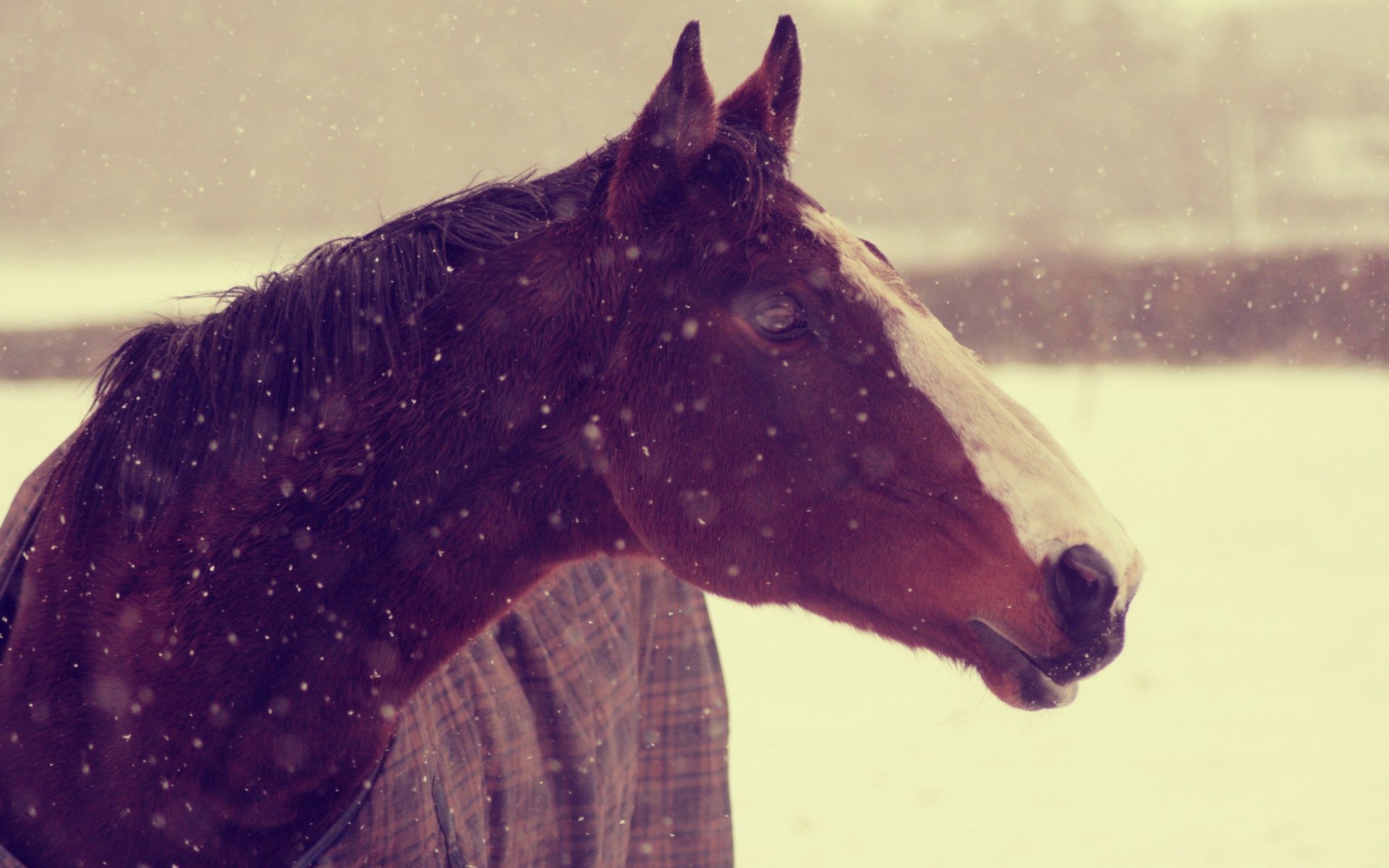 animals horse horse muzzle snow winter background wallpaper