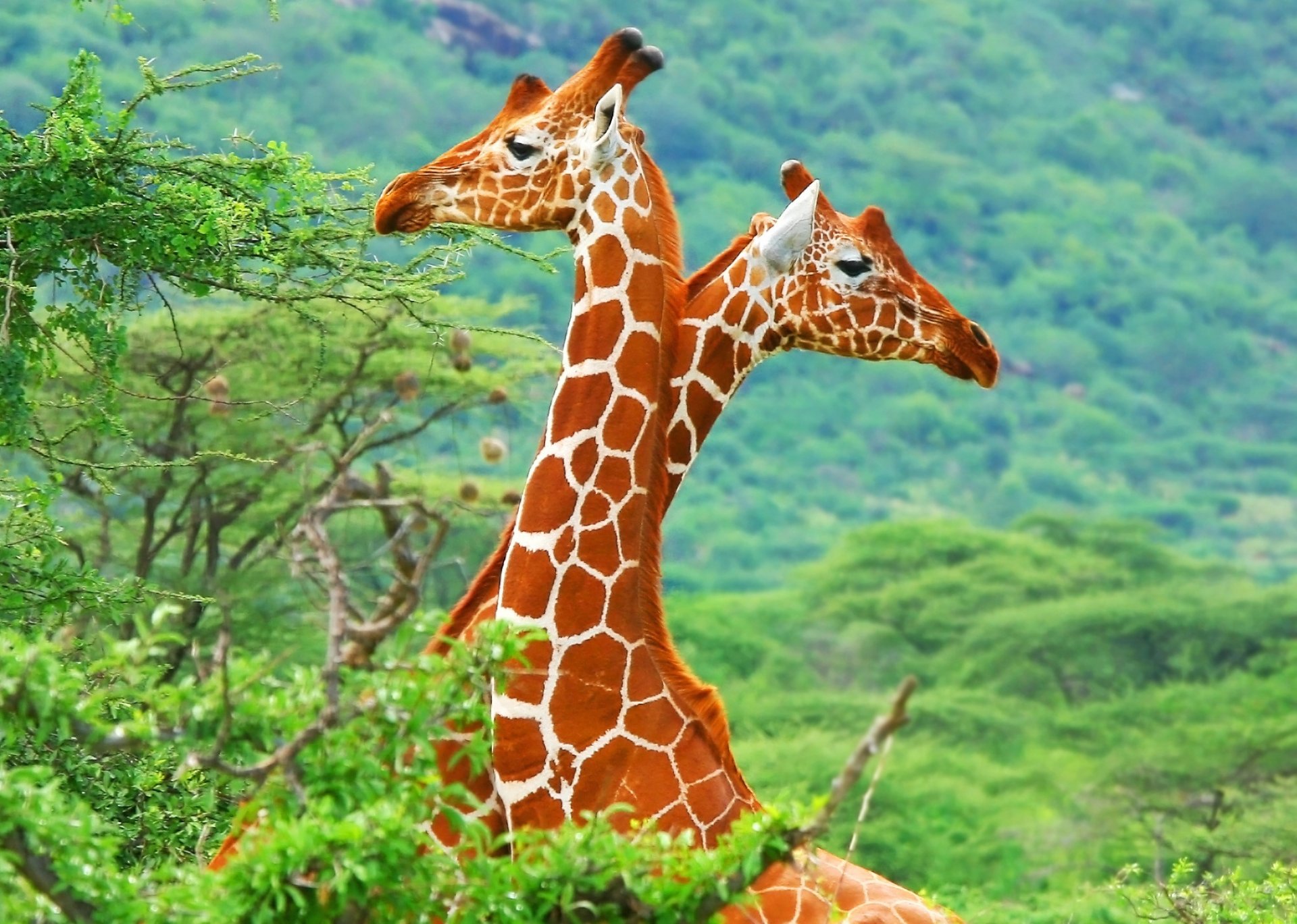 afrique savane girafes