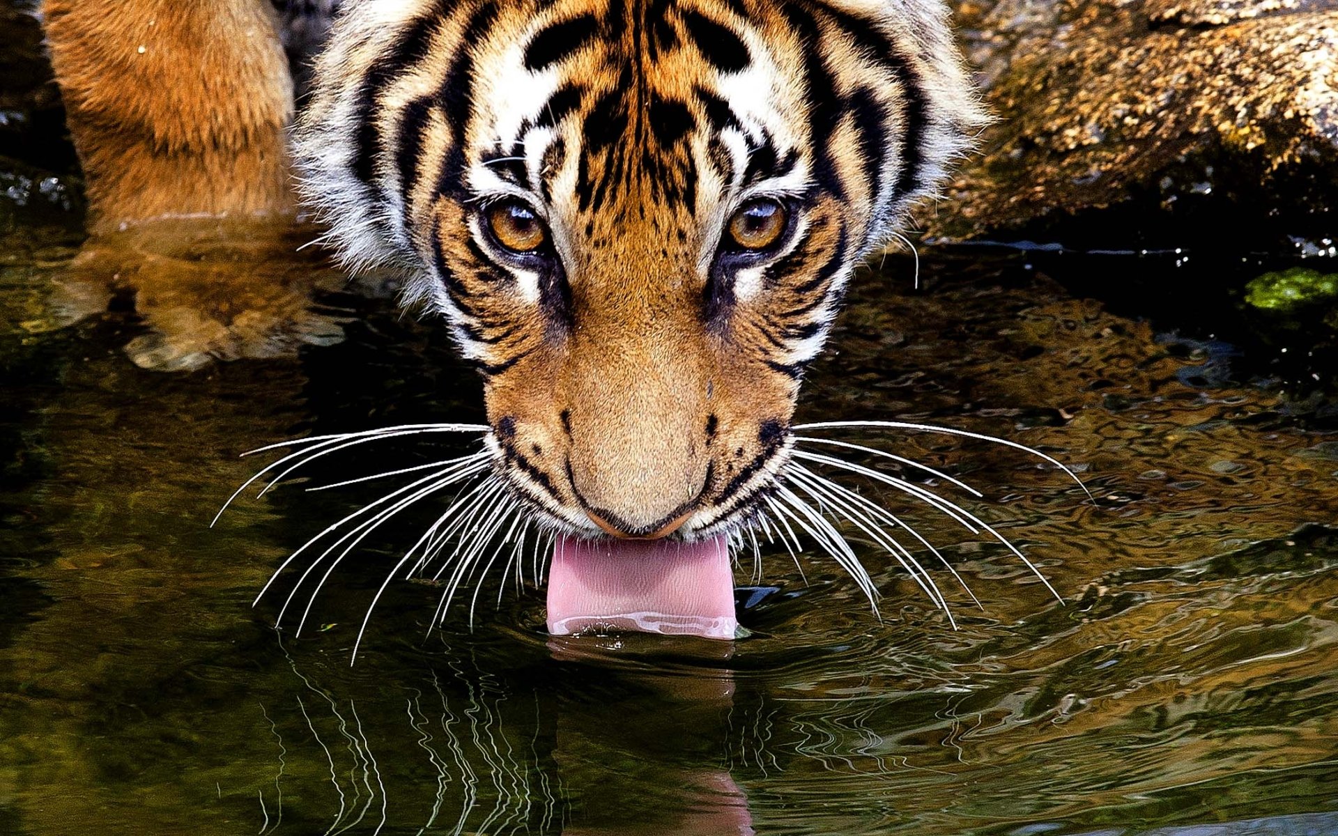 tigre bevande acqua lingua baffi occhi vista