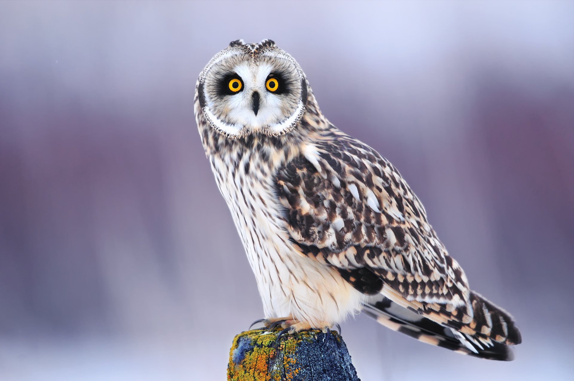 oiseau hibou yeux vue hiver