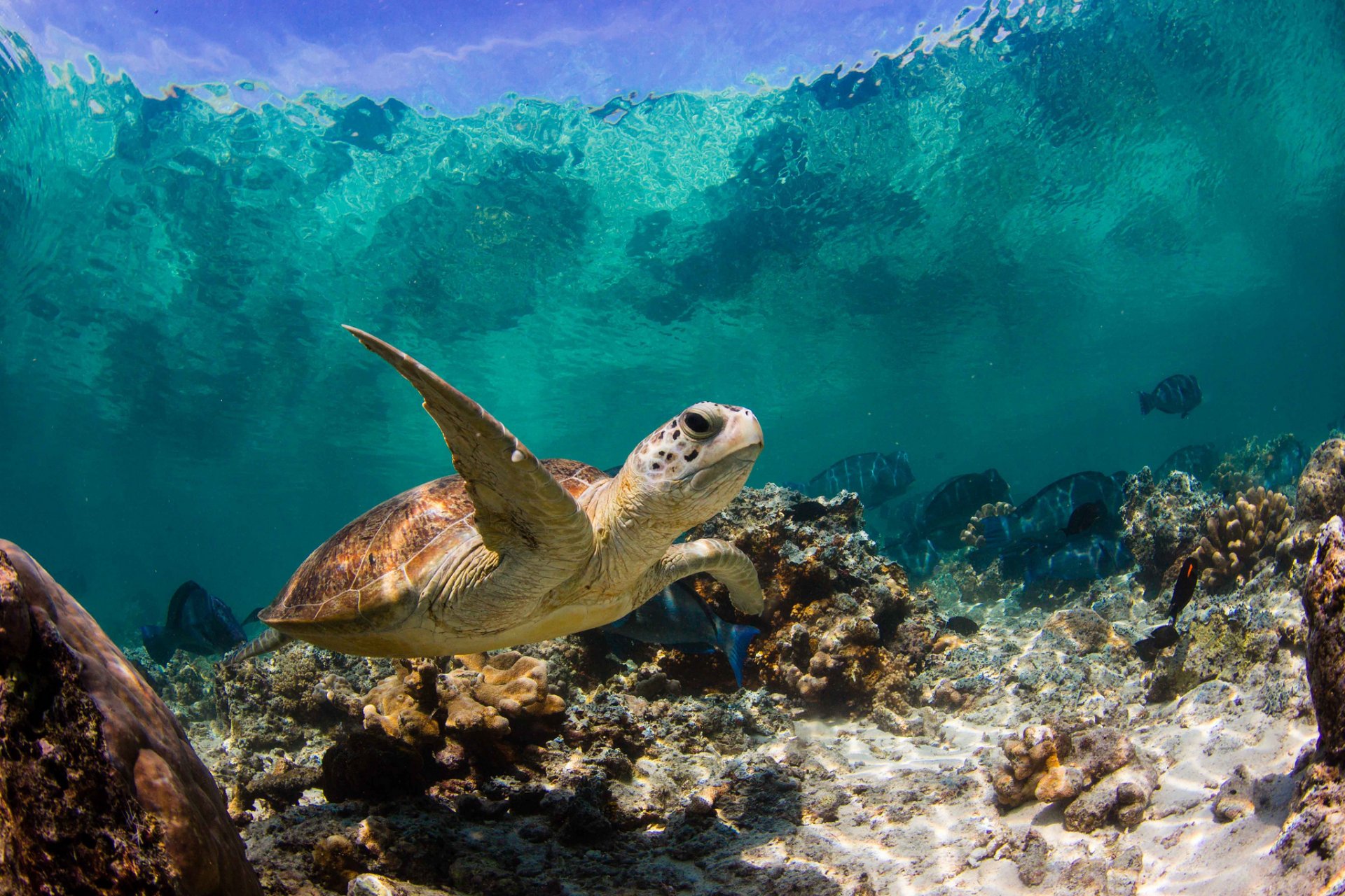 turtle ocean water close up fish coral