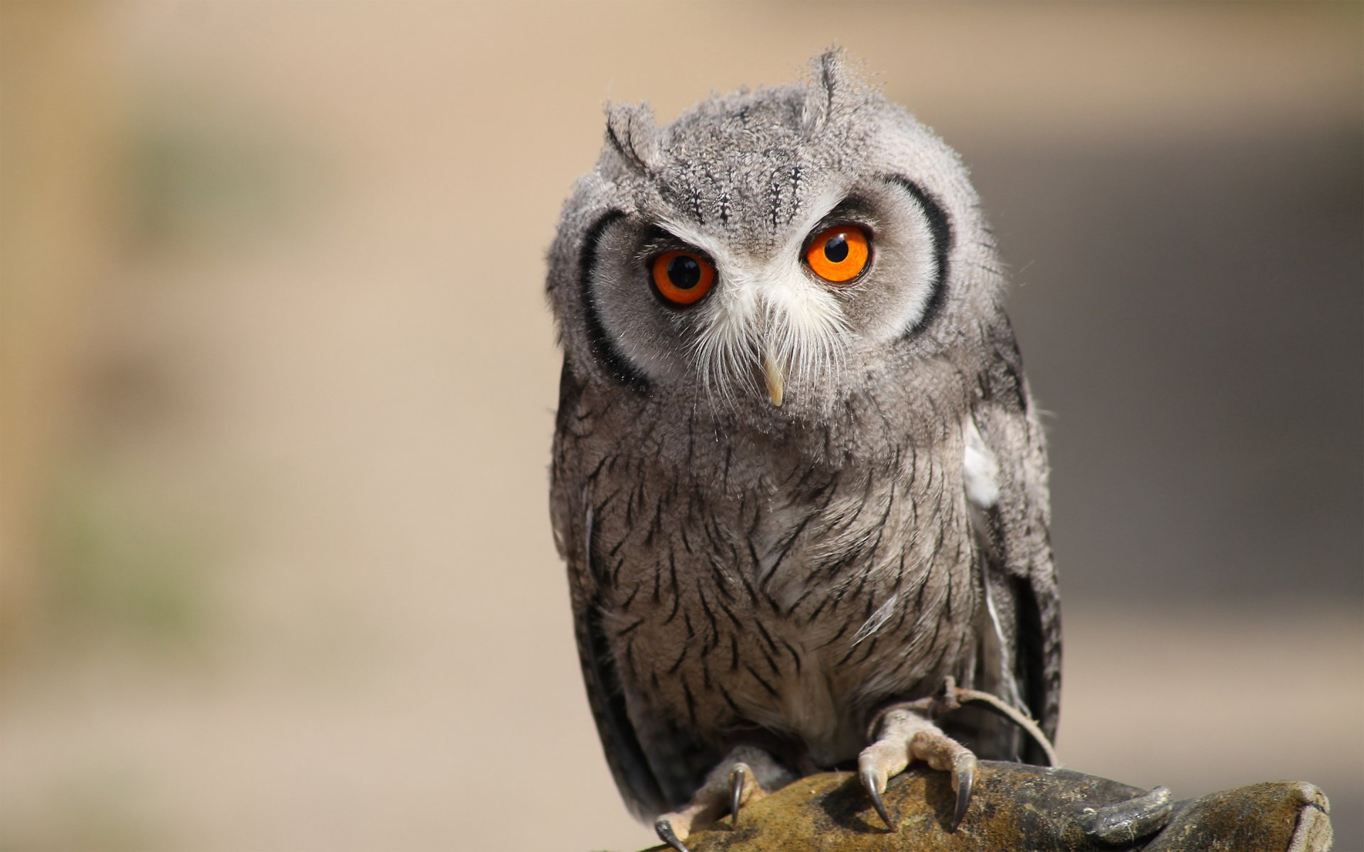 hibou prédateur oiseau