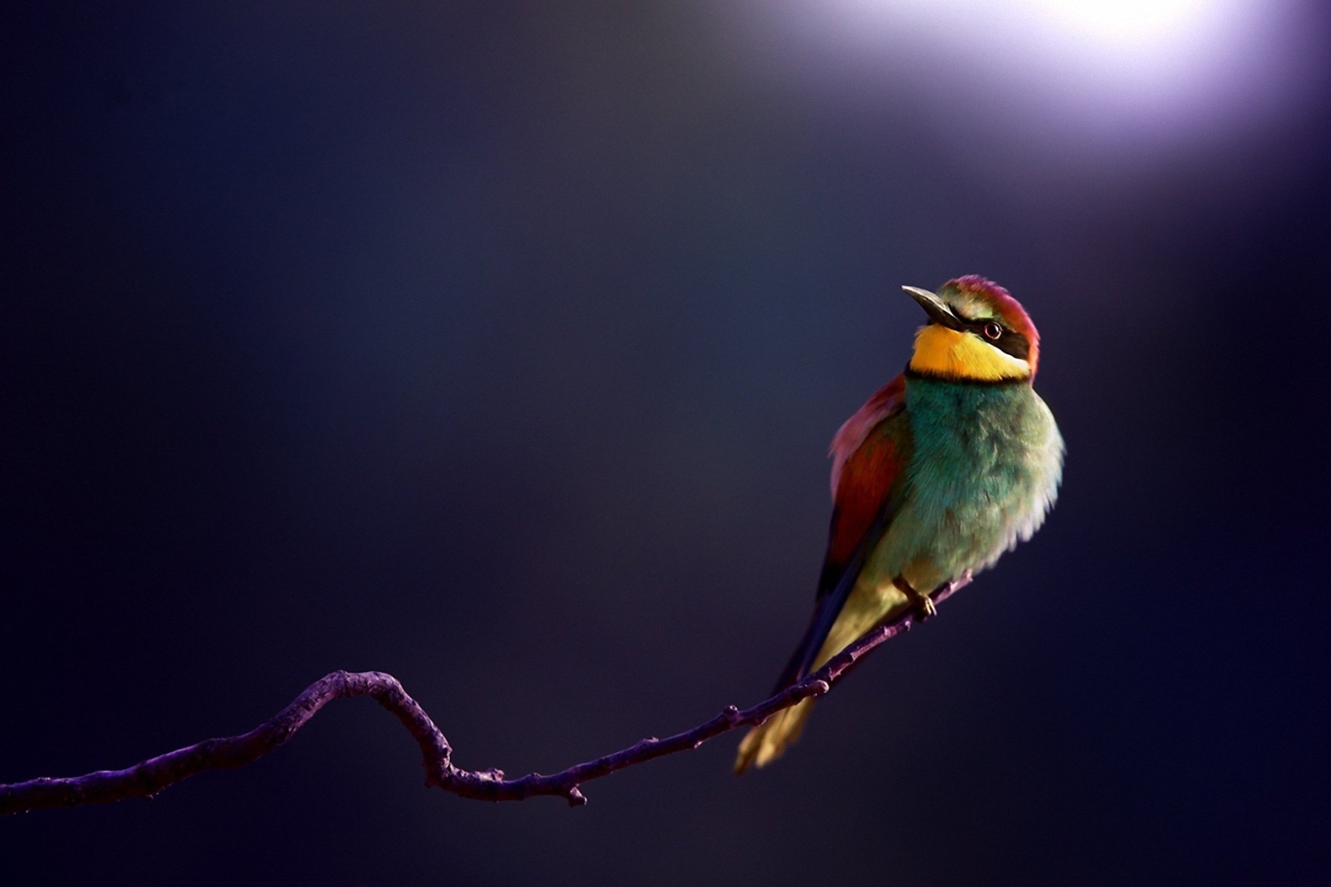 apiculteur oiseau branche gros plan fond brochet doré