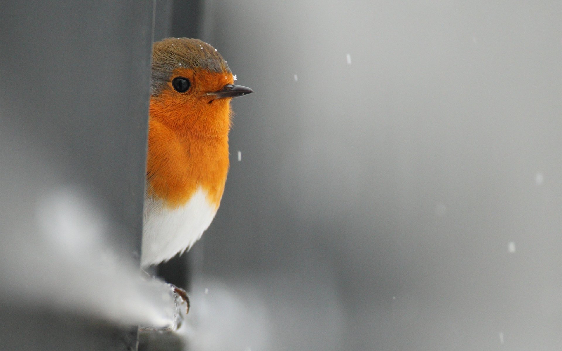 framboise oiseau peeping neige clôture