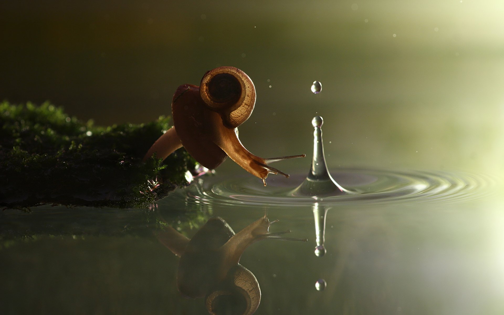 vadim trunov photographe escargot champignon eau splash mousse