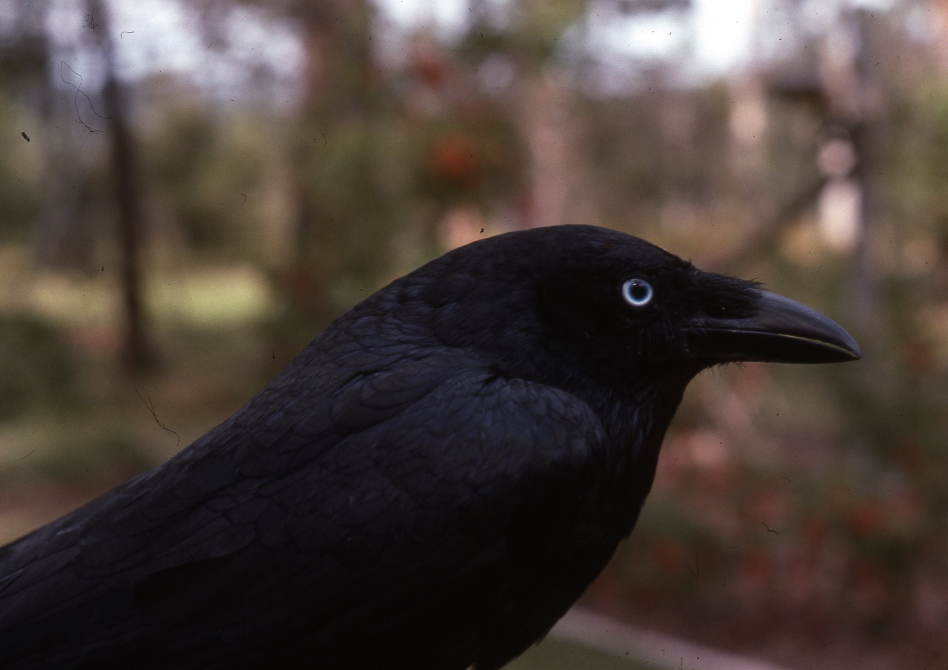 animals birds raven torresian crow