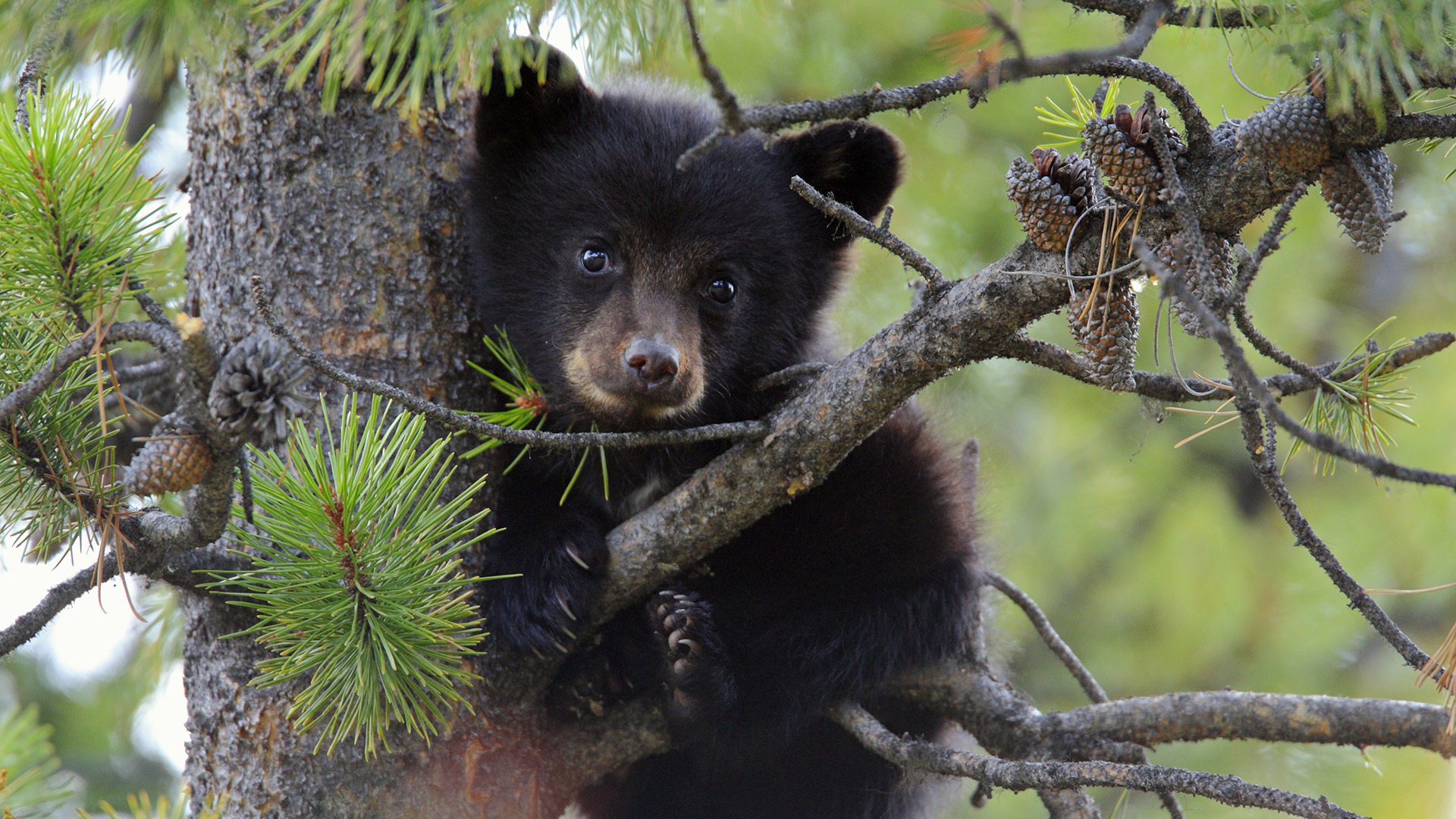 oso oso de peluche árbol pino conos