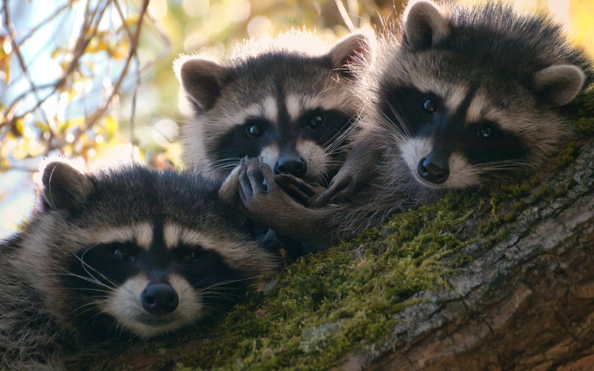 mapaches animales árbol