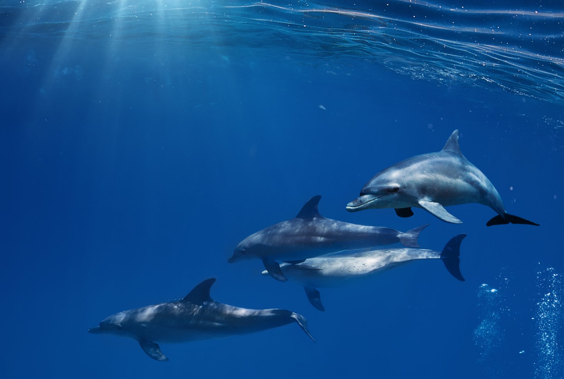 mar agua delfines burbujas rayos