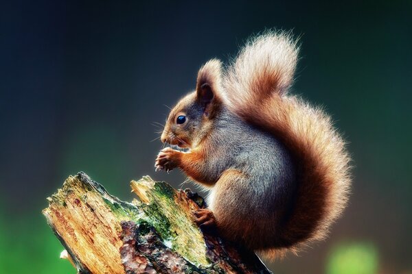 A squirrel on a tree on a stump is gnawing a nut