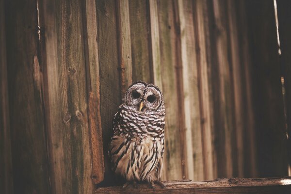 An owl is sitting near the fence