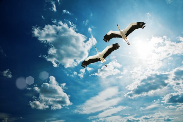 Two herons fly in the sky