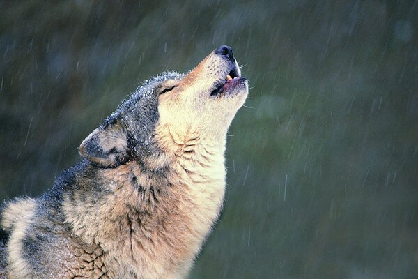 El solitario aullido del lobo