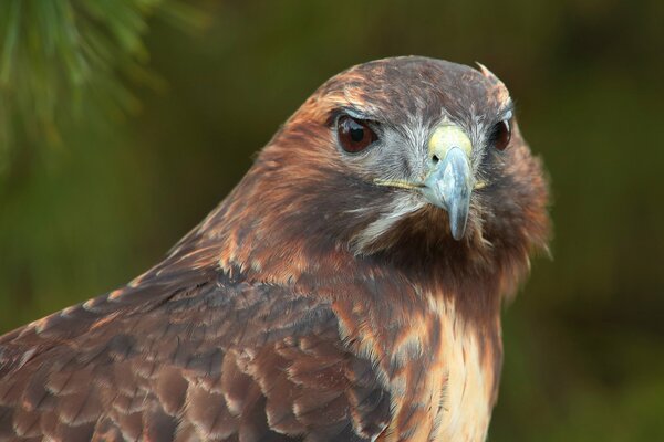 Bird of prey hawk with brown eyes