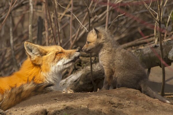 Renard avec son renard