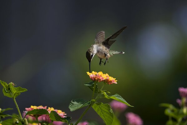 Nahaufnahme eines Vogels. Kolibri-Vogel auf einer Blume. Sonniges Bild