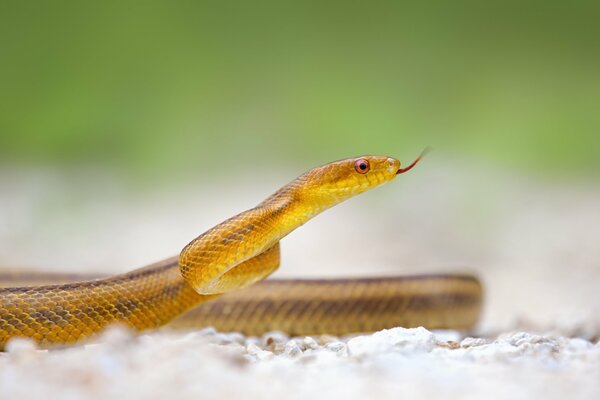 Riprese macro di un serpente con una lingua