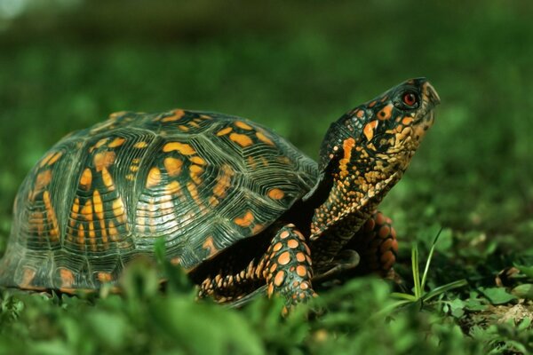 Tortue se trouve sur l herbe verte