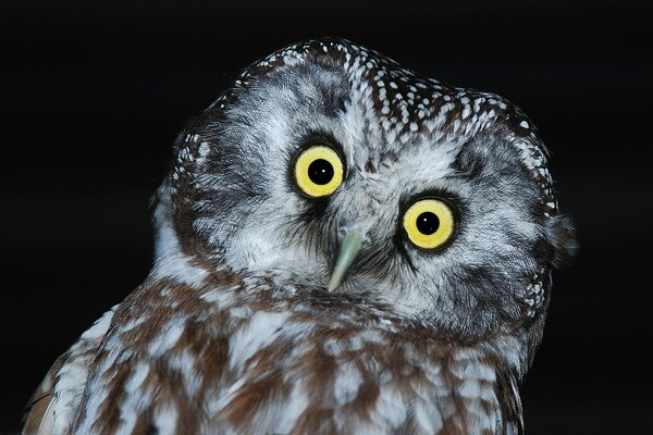 An owl on a dark background looks with big eyes