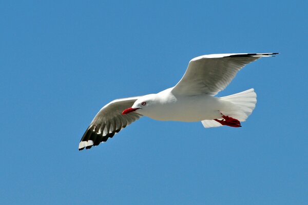 A large -winged gull in the sky