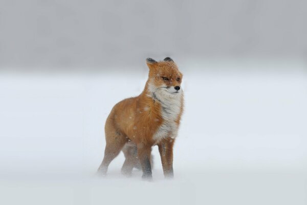 Zorro rojo en la nieve, soplado por el viento