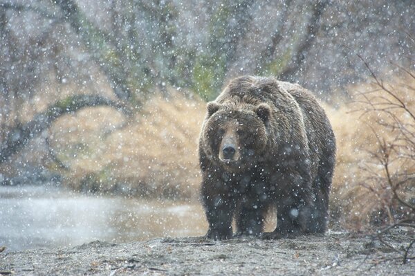 Kamchatka bear under the snow