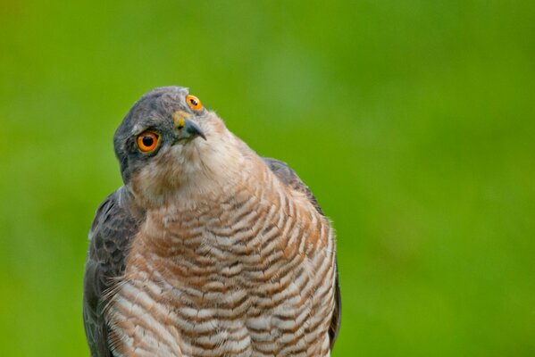 Sparrowhawk with a serious look on a green background