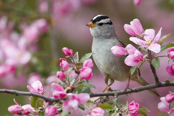 Pájaro sentado en un árbol en flor