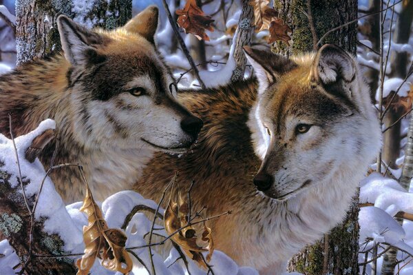 Un par de lobos en invierno en la nieve