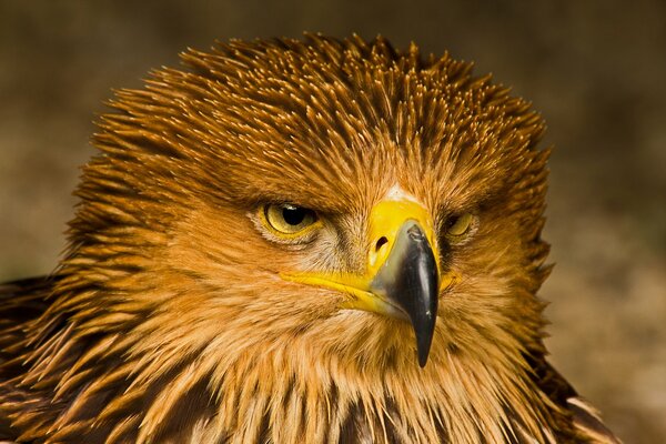 The Eagle s Menacing Gaze