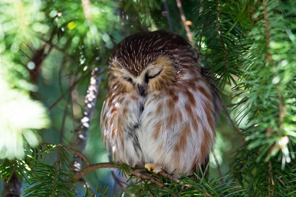 Eule, Eule, Nachtvögel, Vögel in der Natur