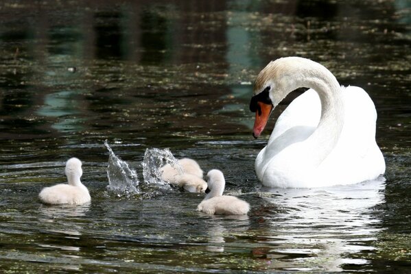 White swans in the pond