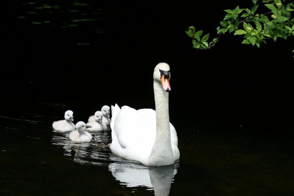 A family of ducks swims together