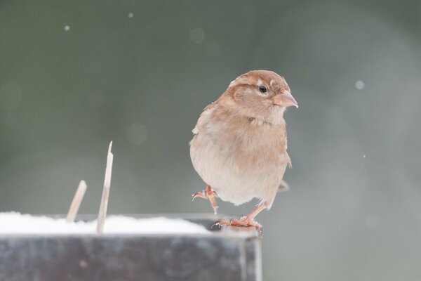 Un petit oiseau ressemblant à un pic se promène sur le bord