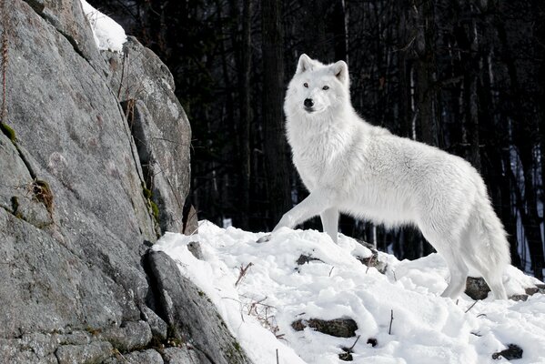 Ein weißer Wolf steht am schneebedeckten Berg