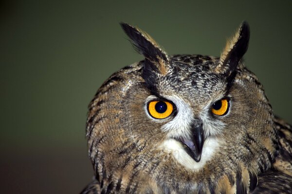 Dans le monde des animaux, le Hibou gris