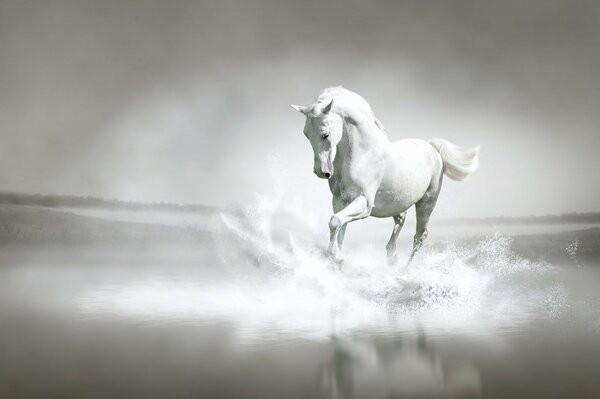 Un caballo blanco como la nieve cabalga por el río