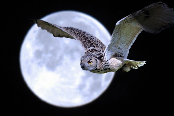 Night bird in the moonlight